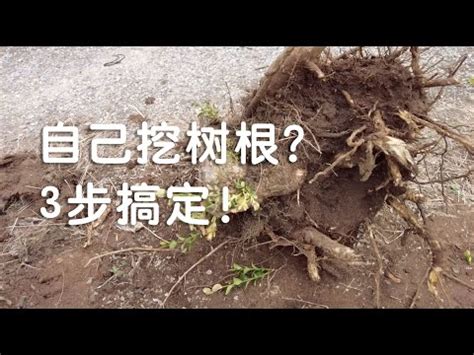 樹根穿牆如何處理